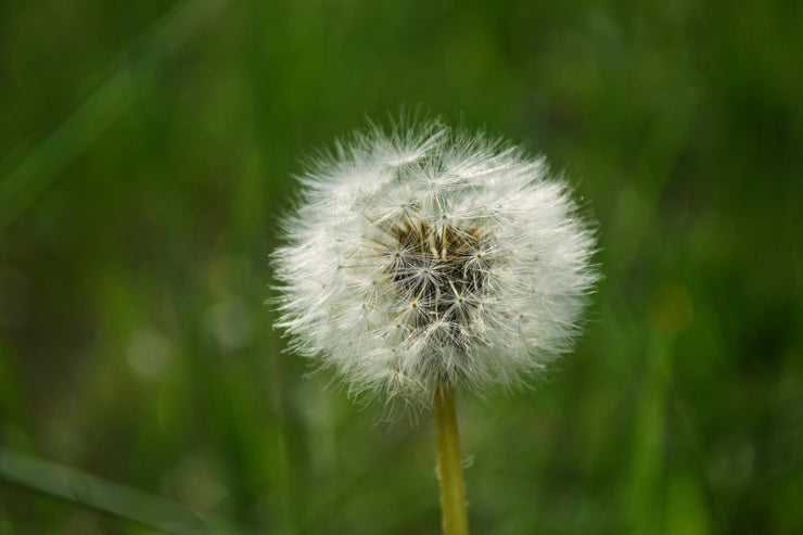 Does salt kill weeds in block paving?