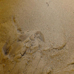 Washed Sand 25kg Bag
